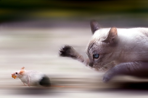 cat-running-for-a-mouse_thumb11.jpg