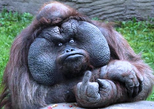 gorilla-middle-finger.jpg