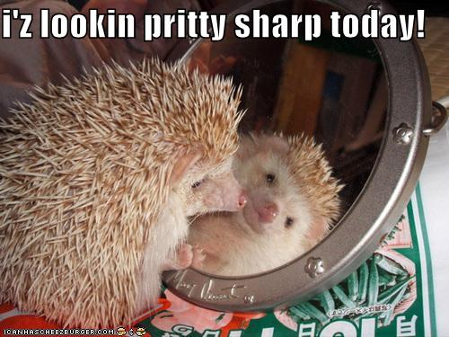 funny-pictures-hedgehog-looks-pretty-sharp-today.jpg
