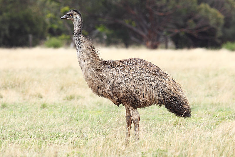 800px-Emu-wild.jpg
